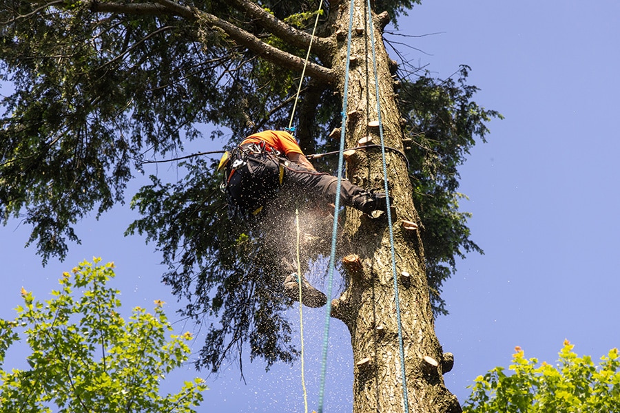 Abattage d'arbre