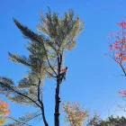 taille d'arbre laurentides