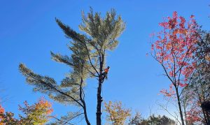 taille d'arbre laurentides