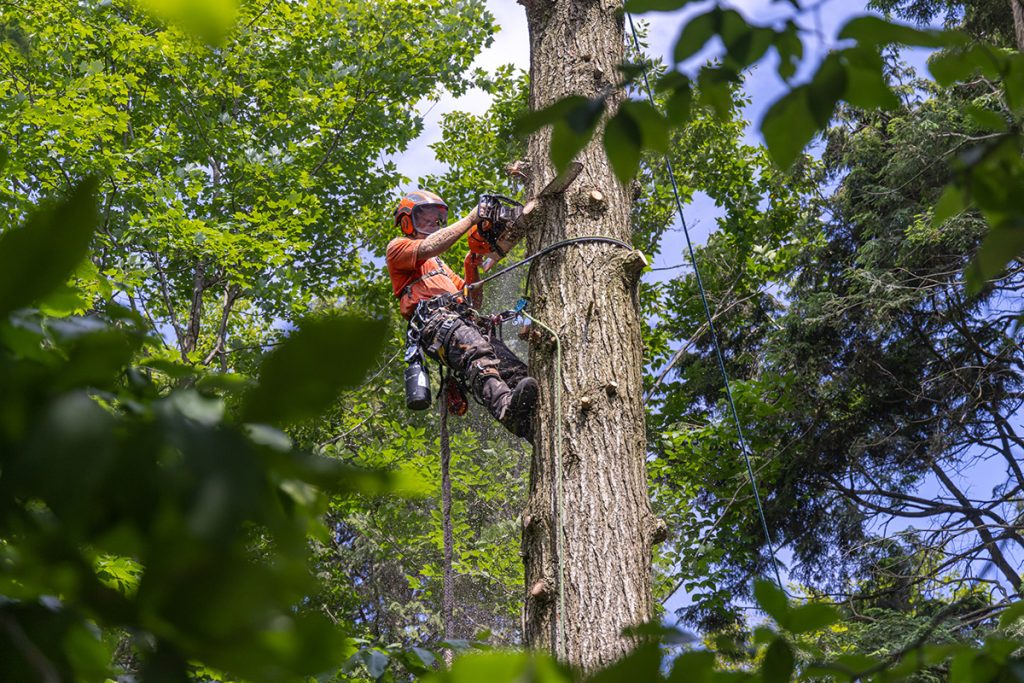 Comment identifier et gérer les arbres dangereux sur votre propriété