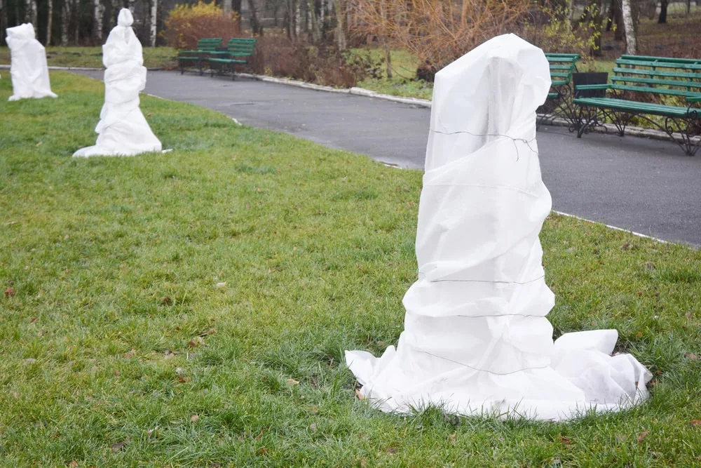 envelopper arbre hiver