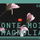 le magnolia