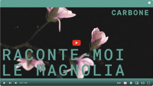 le magnolia