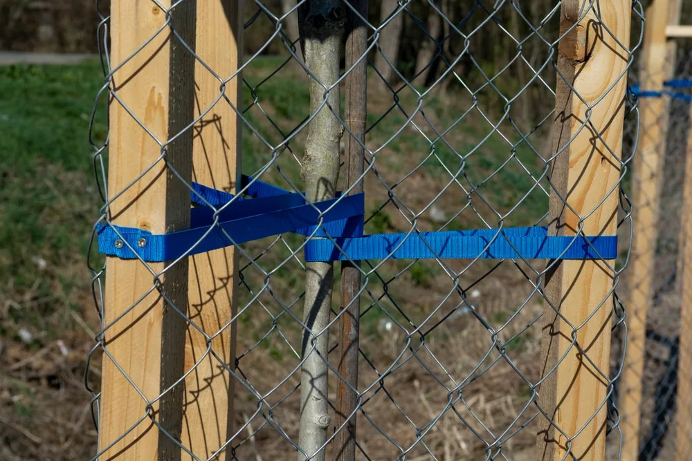 protéger les arbres l'hiver