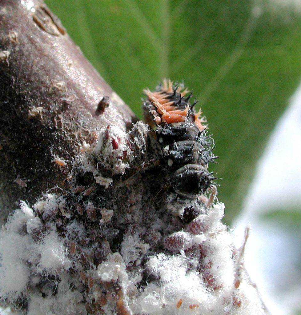 Protéger vos arbres contre les insectes nuisibles dans les Laurentides