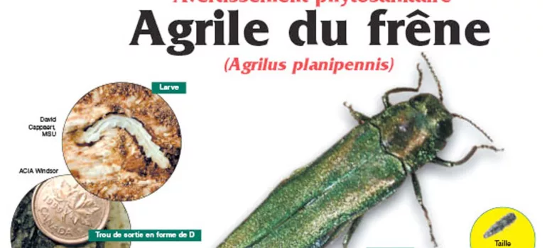 agrile du frêne