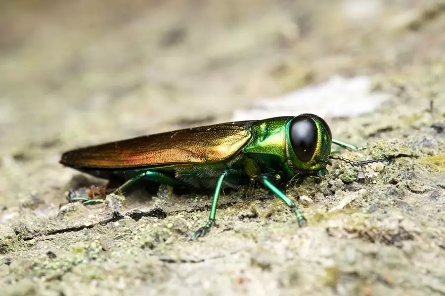 Protéger vos arbres contre les insectes nuisibles dans les Laurentides