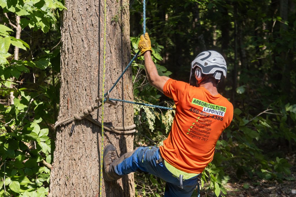 Pourquoi faire appel à un arboriculteur professionnel?