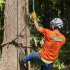 arboriculteur professionnel