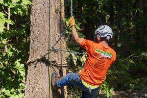 arboriculteur professionnel