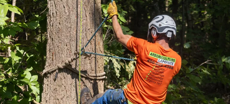 arboriculteur professionnel