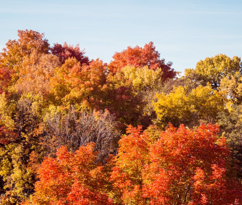 Les essences d'arbres les mieux adaptées au climat des Laurentides