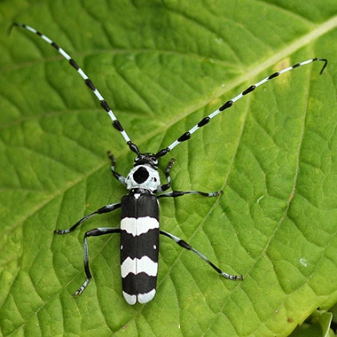 Protéger vos arbres contre les insectes nuisibles dans les Laurentides