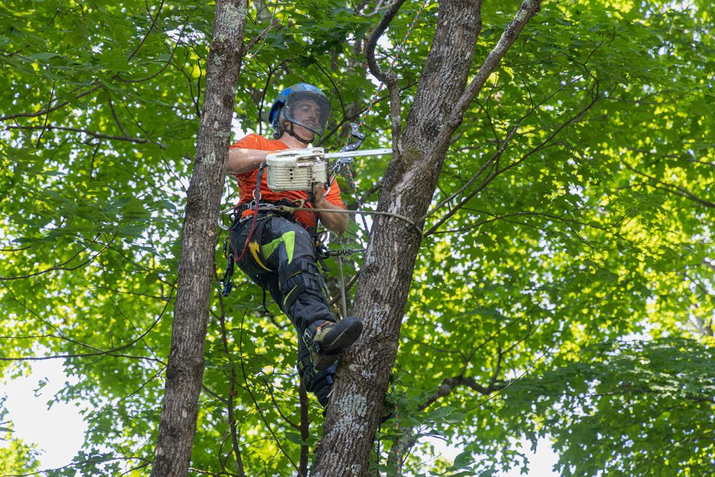 L'Importance de l'élagage : quand et pourquoi tailler vos arbres