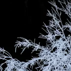 arbre endommagé par une tempête