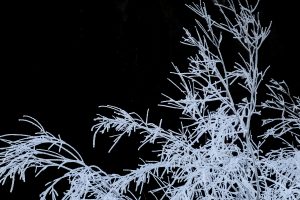 arbre endommagé par une tempête