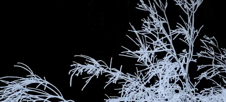 arbre endommagé par une tempête