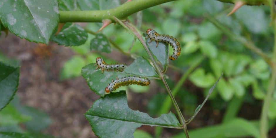 Protéger vos arbres contre les insectes nuisibles dans les Laurentides