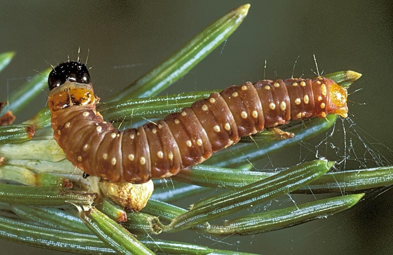 Protéger vos arbres contre les insectes nuisibles dans les Laurentides