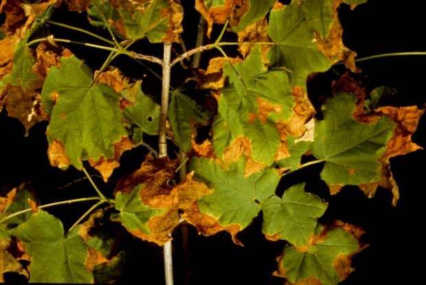 Prévenir les maladies des arbres : Les signes avant-coureurs et les solutions