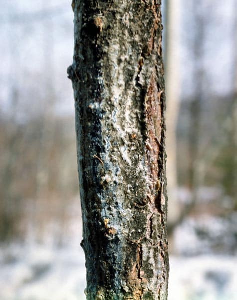 Prévenir les maladies des arbres : Les signes avant-coureurs et les solutions