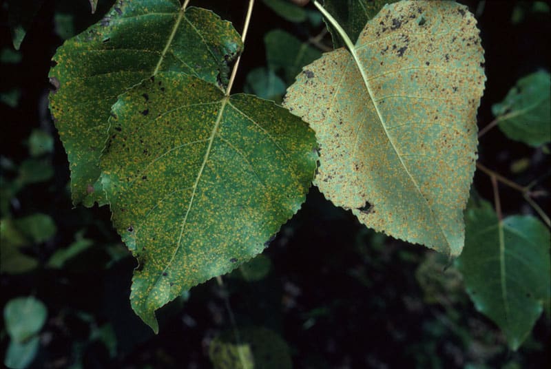 Prévenir les maladies des arbres : Les signes avant-coureurs et les solutions