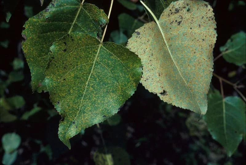 Rouille du peuplier sur feuilles