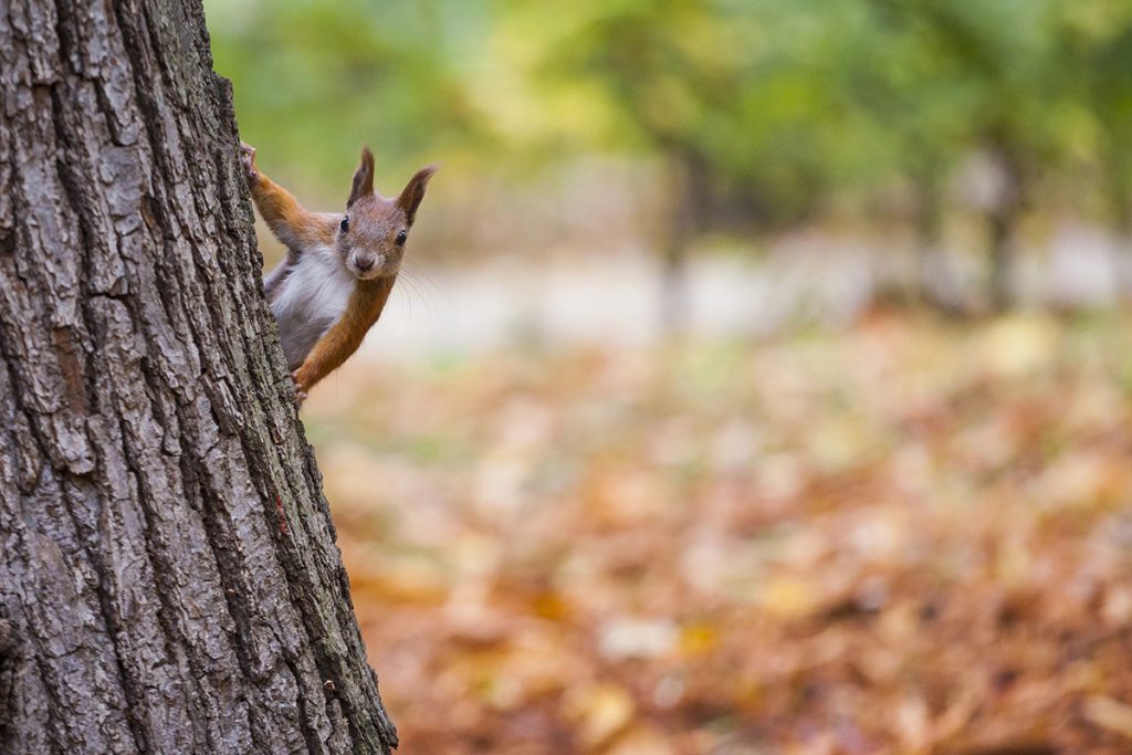 Les avantages écologiques d’avoir des arbres sur votre propriété