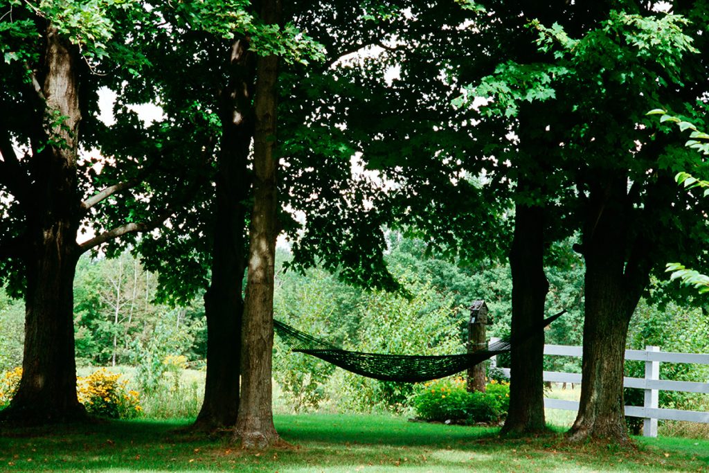 Les avantages écologiques d’avoir des arbres sur votre propriété