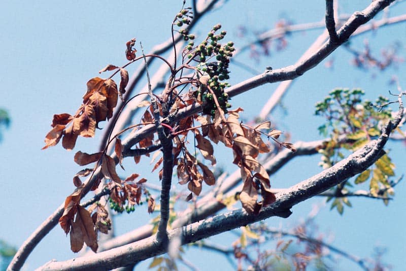 Prévenir les maladies des arbres : Les signes avant-coureurs et les solutions