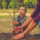 comment planter un arbre