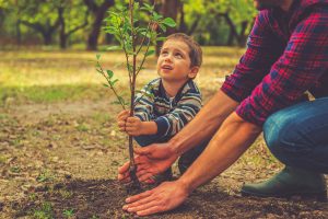 comment planter un arbre