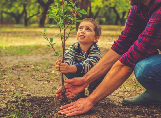 comment planter un arbre