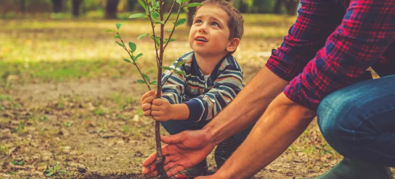 comment planter un arbre