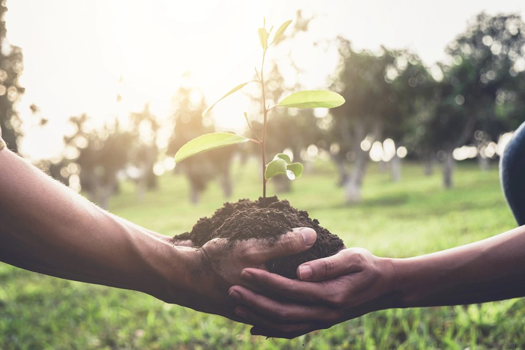 Quand et comment planter un arbre pour assurer une croissance optimale